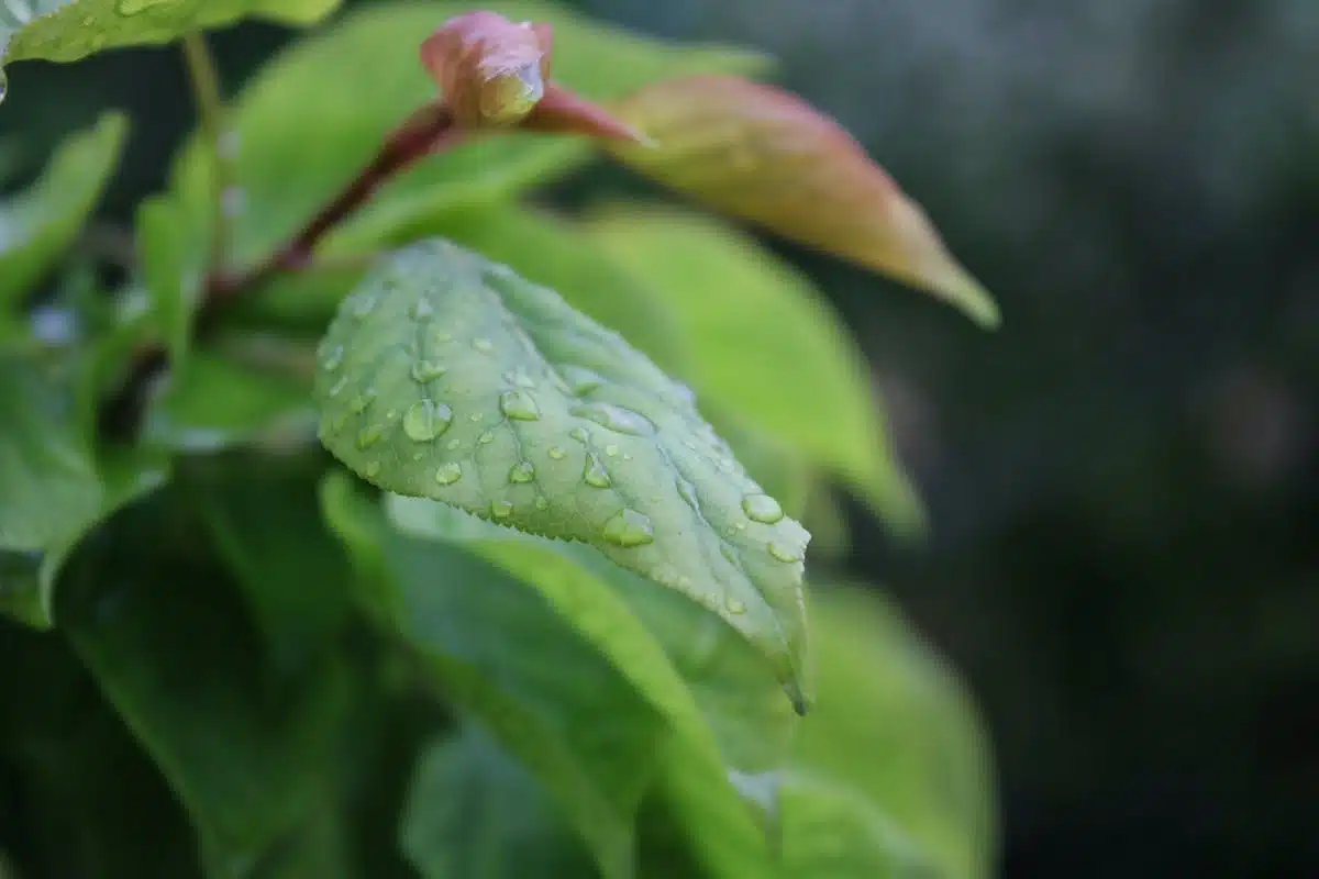 hortensia maladie